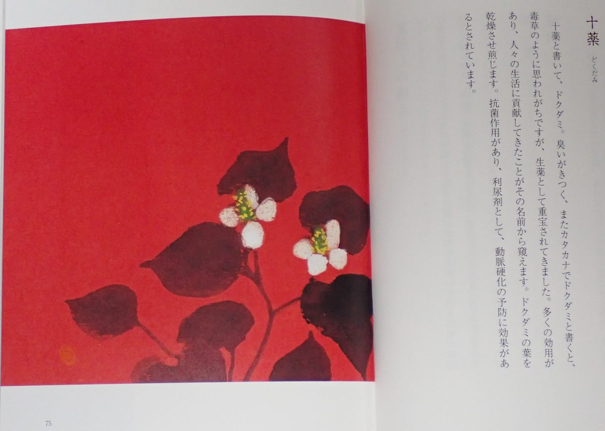 十薬 ドクダミ 酒中日記