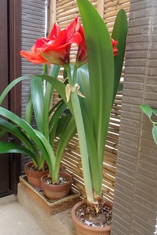 アマリリス1