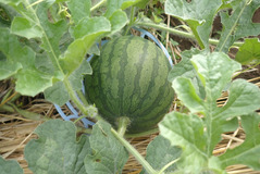 P6200372
