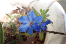 不明花1