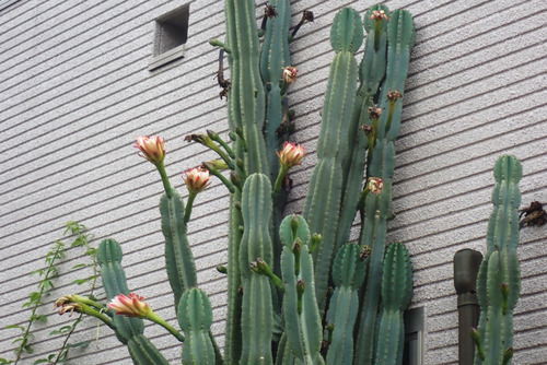P6200375_01