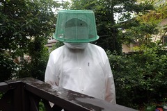 蜂の巣2