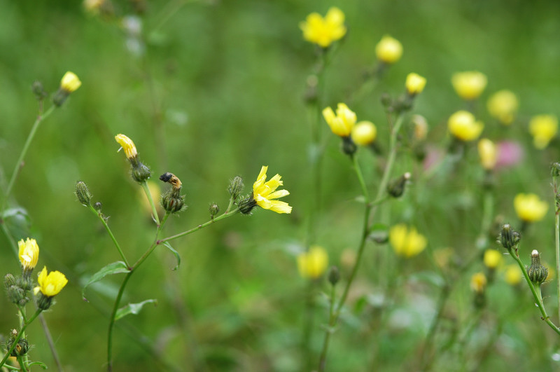 田んぼの畦に咲く花 酒中日記