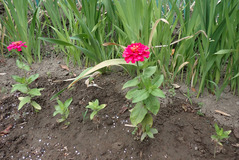 P6250405