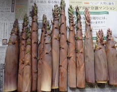 淡竹0