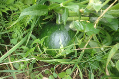 P6200371