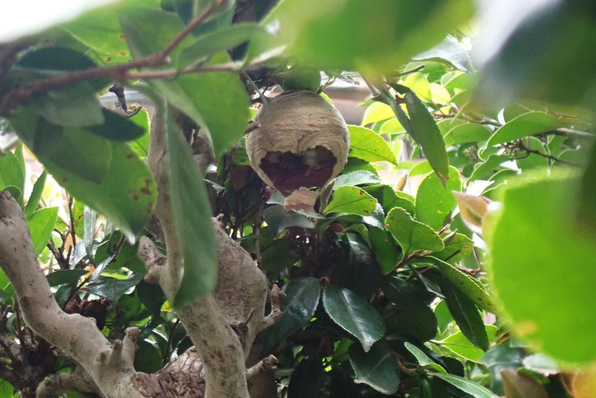 蜂の巣 酒中日記
