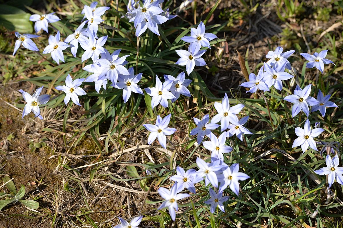 酒中日記:花ニラ - livedoor Blog(ブログ)