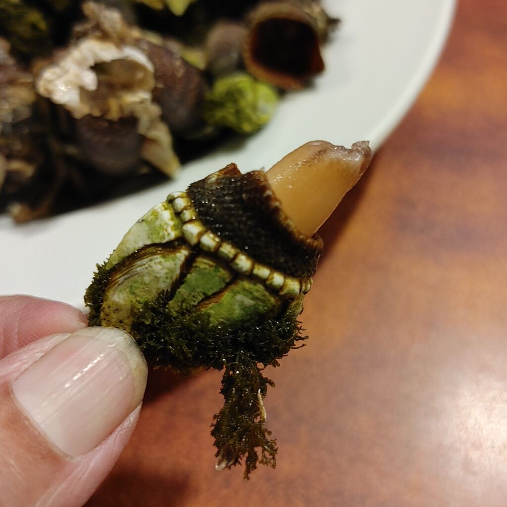 亀の手 Bunちゃんのブログ