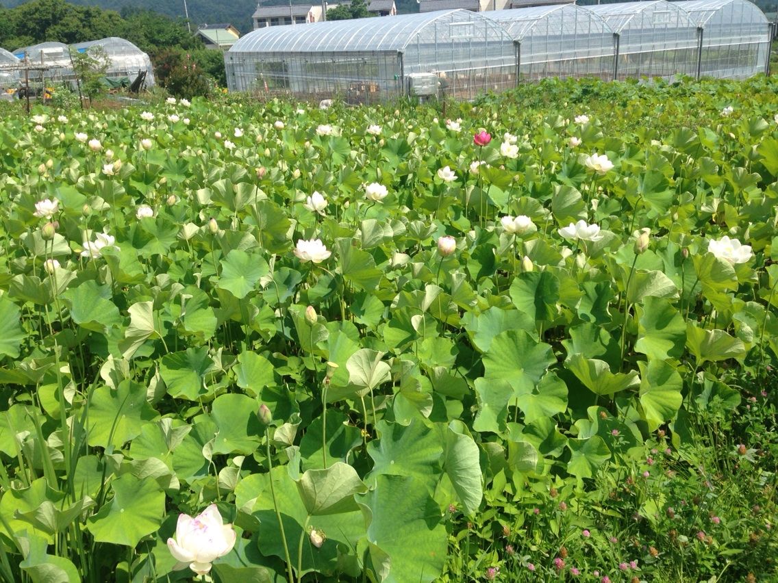 秩父市荒川花ハス園 酔妃蓮の舞 ちちぶ発 ナミダドロップ 秩父市荒川花ハス園 酔妃蓮の舞 ちちぶ発 ナミダドロップ