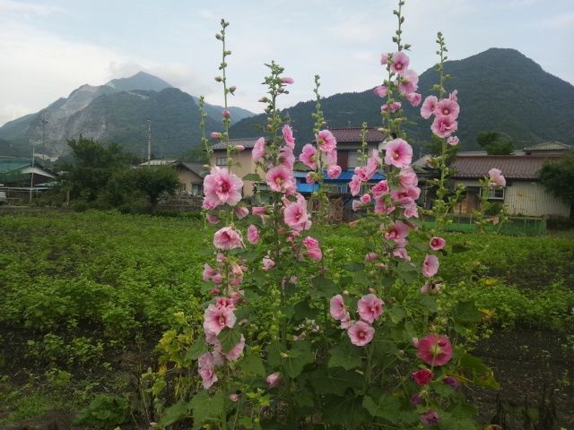 ６月１５日の誕生花 立葵 ちちぶ発 ナミダドロップ