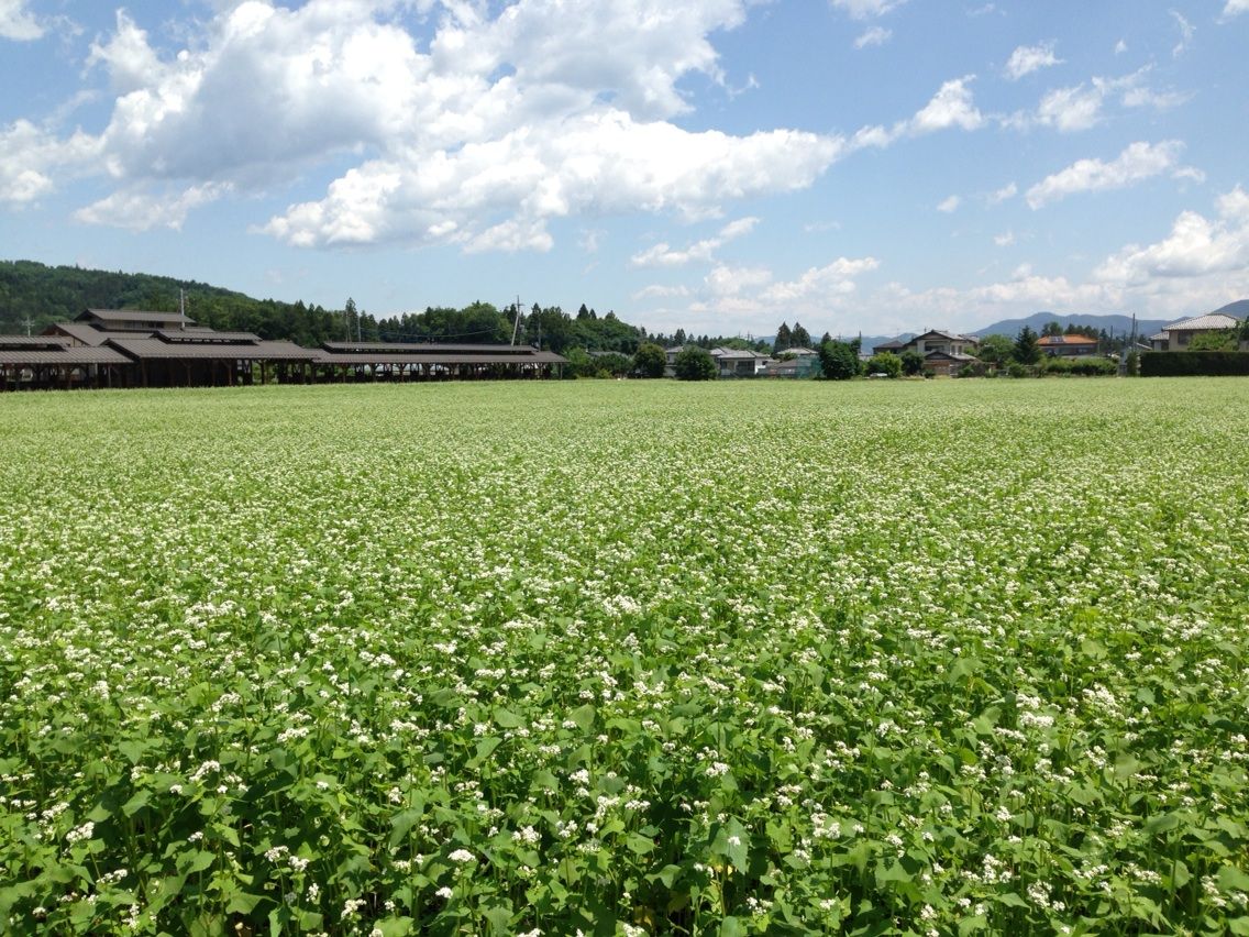秩父市イメージキャラクター ポテくまくん ちちぶ発 ナミダドロップ 秩父市イメージキャラクター ポテくまくん ちちぶ発 ナミダドロップ