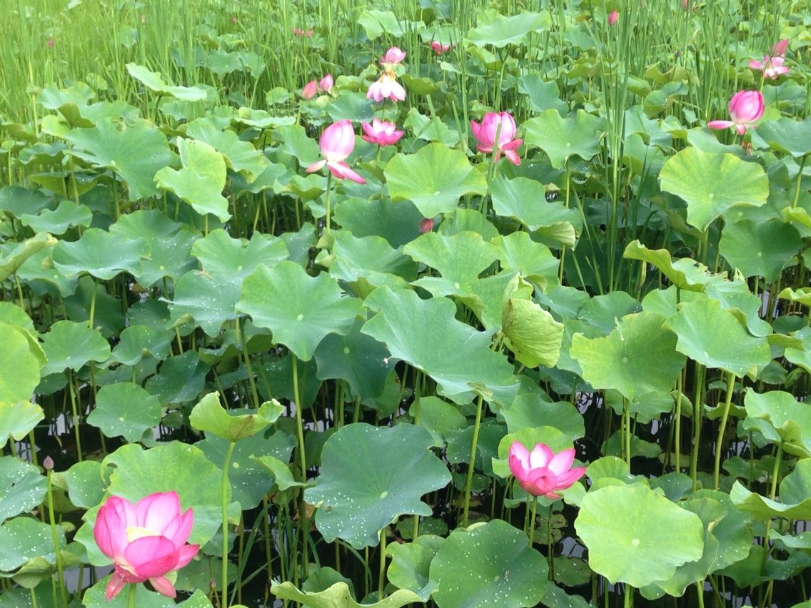 秩父市荒川花ハス園 開花状況 ちちぶ発 ナミダドロップ 秩父市荒川花ハス園 開花状況 ちちぶ発 ナミダドロップ