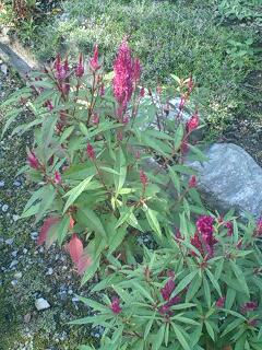 コケコッコーの花 鶏頭 ちちぶ発 ナミダドロップ