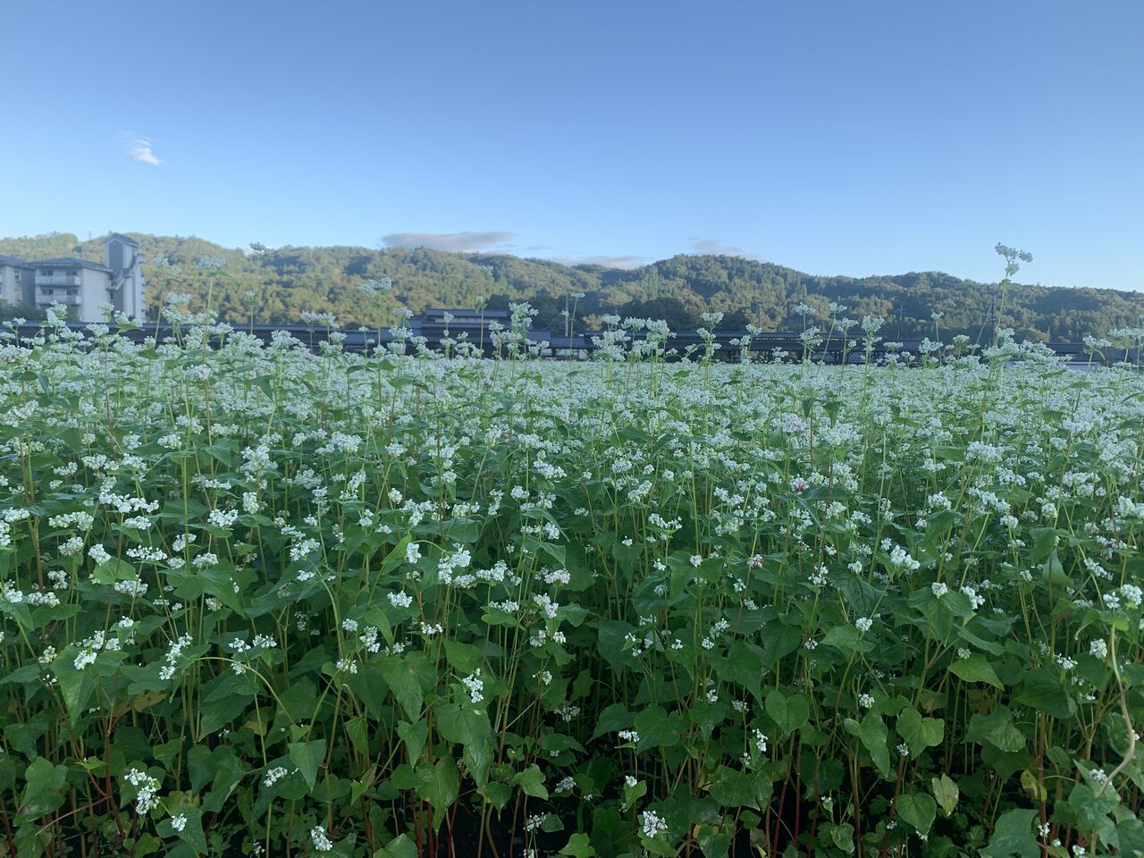 そば処ちちぶ花見の里 開花状況 ちちぶ発 ナミダドロップ