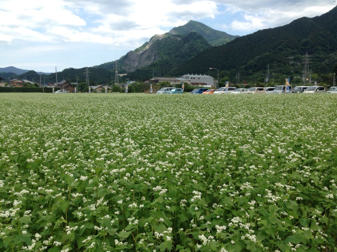 秩父市イメージキャラクター ポテくまくん ちちぶ発 ナミダドロップ 秩父市イメージキャラクター ポテくまくん ちちぶ発 ナミダドロップ
