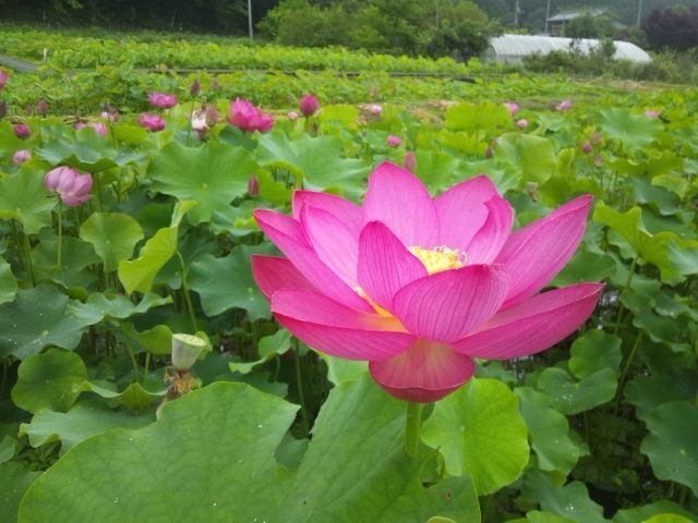 人気ダウンロード 花ハス園 6915 花ハス園 秩父 人気ダウンロード 花ハス園 6915 花ハス園 秩父