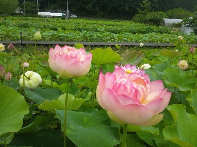 秩父市荒川花ハス園 ホタルまつり ちちぶ発 ナミダドロップ