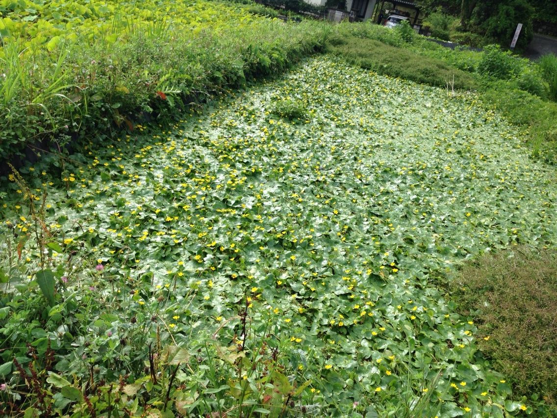 秩父市荒川花ハス園 開花状況 ちちぶ発 ナミダドロップ
