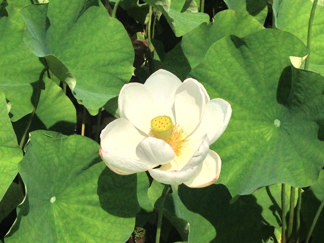 秩父市荒川花ハス園 酔妃蓮の舞 ちちぶ発 ナミダドロップ 秩父市荒川花ハス園 酔妃蓮の舞 ちちぶ発 ナミダドロップ