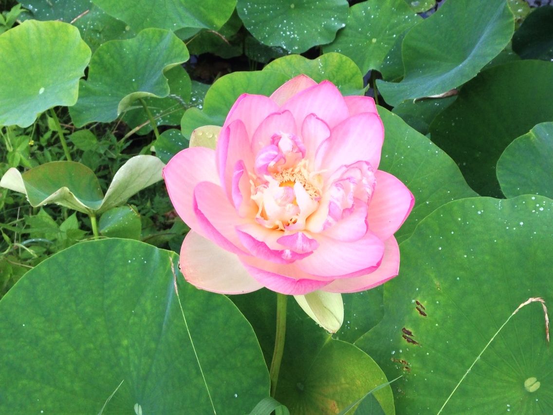 秩父市荒川花ハス園 開花状況 ちちぶ発 ナミダドロップ 秩父市荒川花ハス園 開花状況 ちちぶ発 ナミダドロップ
