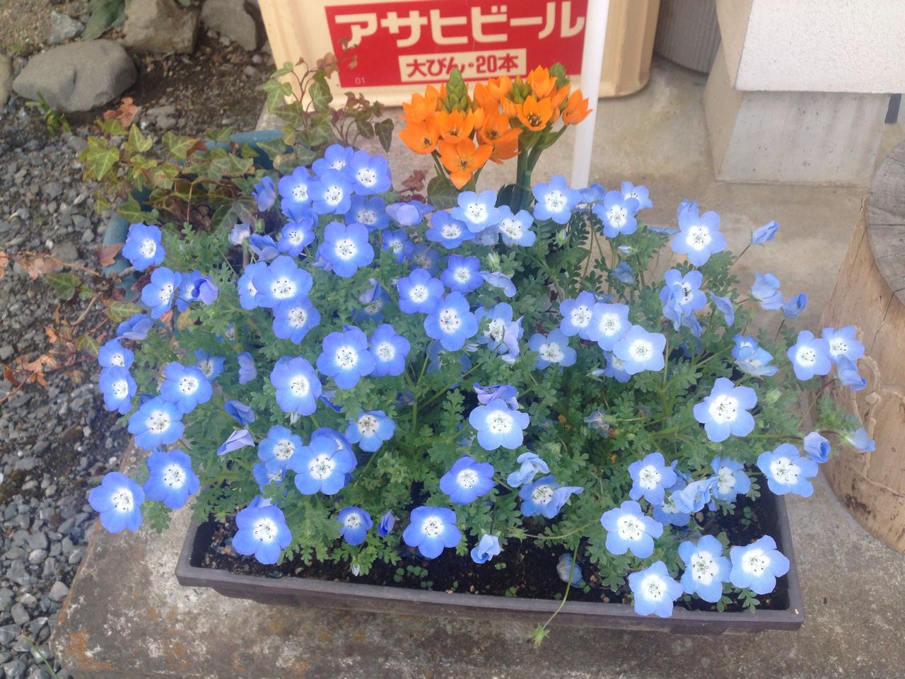 瑠璃唐草 ネモフィラ ちちぶ発 ナミダドロップ 瑠璃唐草 ネモフィラ ちちぶ発 ナミダドロップ