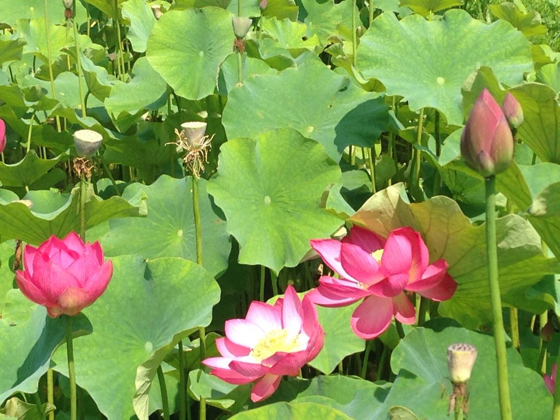 秩父市荒川花ハス園 酔妃蓮の舞 ちちぶ発 ナミダドロップ 秩父市荒川花ハス園 酔妃蓮の舞 ちちぶ発 ナミダドロップ