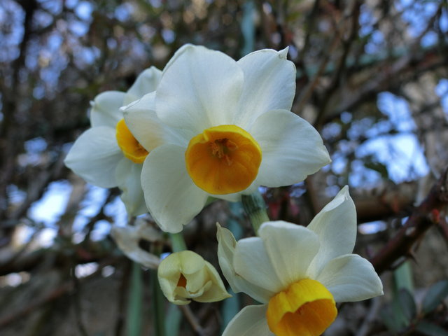 19年１月18日 水仙 すいせん 雪中花 せっちゅうか のラッパ水仙が咲いています ビバ つぶやき日記 Masamicchiのブログ 青い風 切って走れ あの島へ