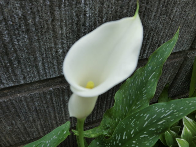 19年6月25日 水芭蕉のような カラー 海芋 かいう のような フィットネス ｌｓｄ練習 火曜日 ビバ つぶやき日記 Masamicchiのブログ 青い風 切って走れ あの島へ