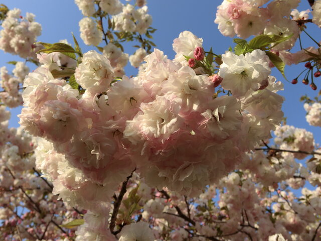 年4月26日 八重桜 やえざくら 別名 里桜 さとざくら の花が満開です Lsd練習 フィットネス 日曜日 ビバ つぶやき日記 Masamicchiのブログ 青い風 切って走れ あの島へ 年4月26日 八重桜 やえざくら 別名 里桜 さとざくら の花が満開です Lsd練習 フィットネス 日曜日 ビバ つぶやき日記 Masamicchiのブログ 青い風 切って走れ あの島へ
