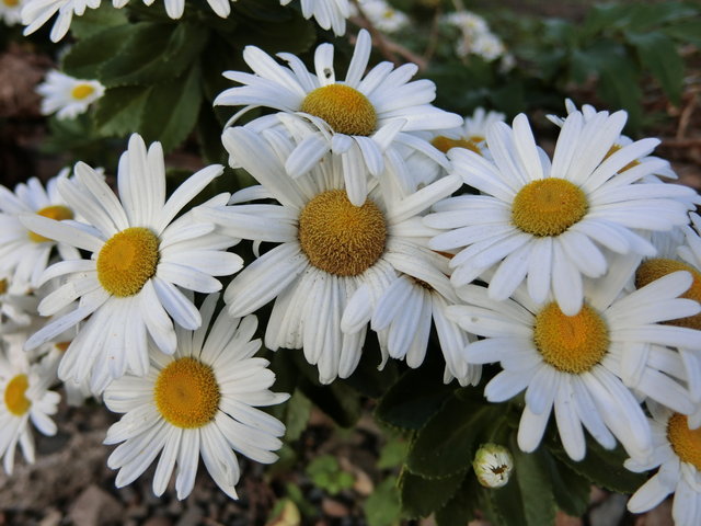 19年11月7日 まるでマーガレットのような白菊 しろぎく ですね フィットネス ｌｓｄ練習 木曜日 ビバ つぶやき日記 Masamicchiのブログ 青い風 切って走れ あの島へ