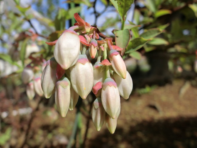 19年4月27日 スズランのようなピンクの花 ブルーベリー 果実が楽しみです 土曜日 ビバ つぶやき日記 Masamicchiのブログ 青い風 切って走れ あの島へ