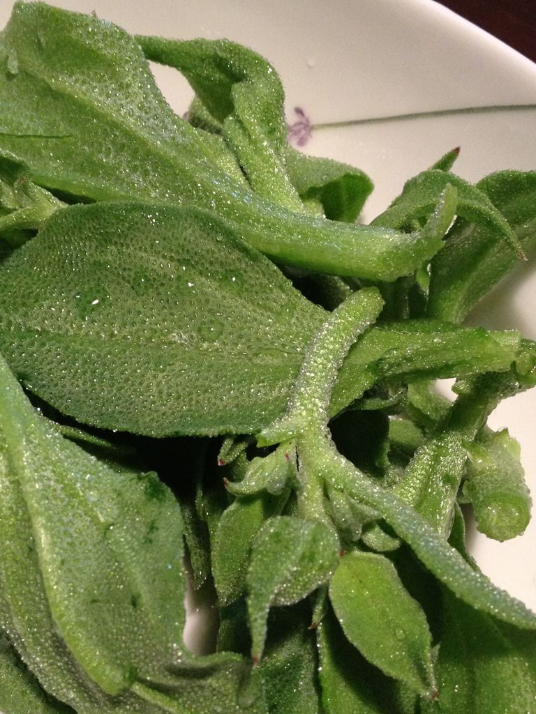 アイスプラントはマヨネーズ まちゃたかの憂鬱