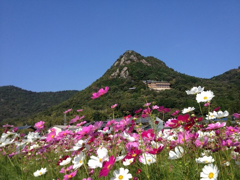 コスモス畑に浮かぶ太郎坊さん（滋賀県東近江市小脇町）