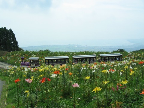 天空ゆりトレインが走る（高島市今津）