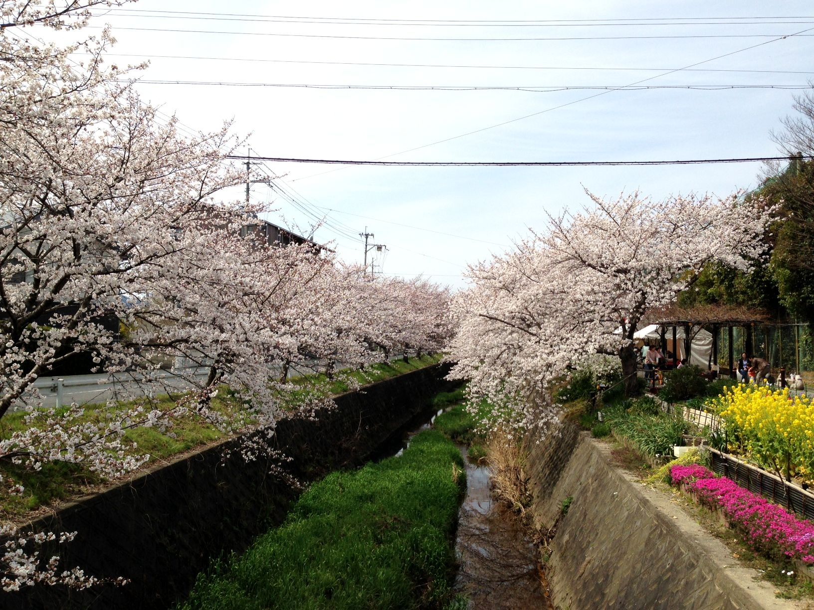 長沢川と桜。（滋賀県大津市瀬田北中学校前の長沢川）