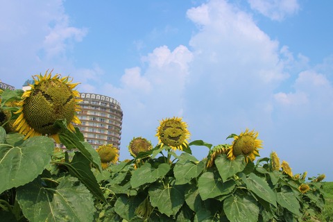 8687482e.jpg