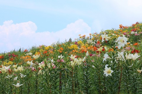 夏山のゆりの彩（高島市今津）