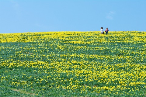 春告げる水仙の丘（大津市／びわ湖バレイ）