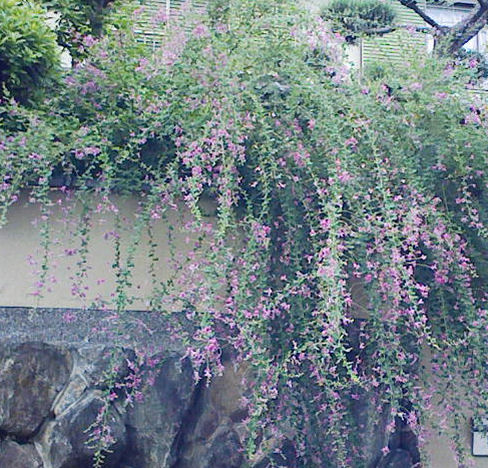 20120924萩の花泉さん宅-3