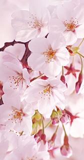 pict-桜-1