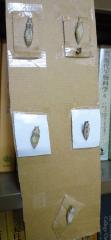 pict-P1030864キアゲハ・サナギ(1)