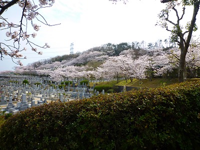 s-飯盛霊園の桜001