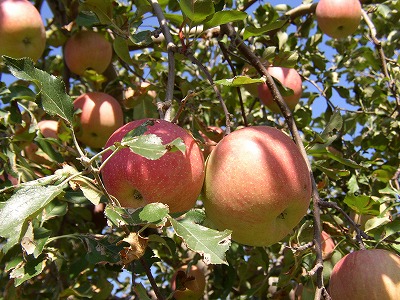 807f86ab.jpg