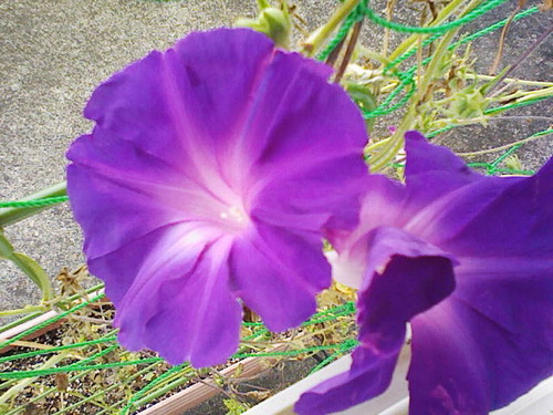 20120920終わりの時期の朝顔