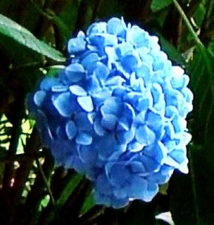 pict-紫陽花-2-6-26