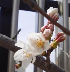 pict-20130324-6-1