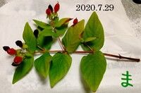 s-2020-07-31_091323
