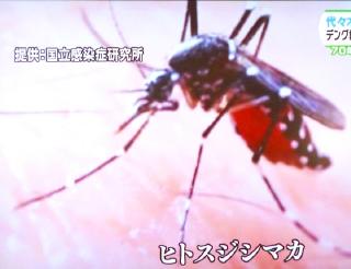 pict-ヒトスジシマカ-11