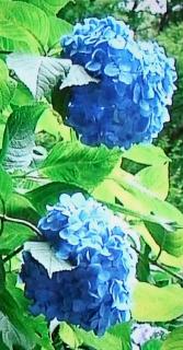 pict-紫陽花-1-6-20